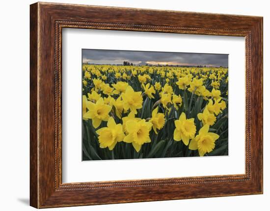 Skagit Valley daffodils-Alan Majchrowicz-Framed Photographic Print