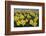 Skagit Valley daffodils-Alan Majchrowicz-Framed Photographic Print