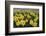 Skagit Valley daffodils-Alan Majchrowicz-Framed Photographic Print