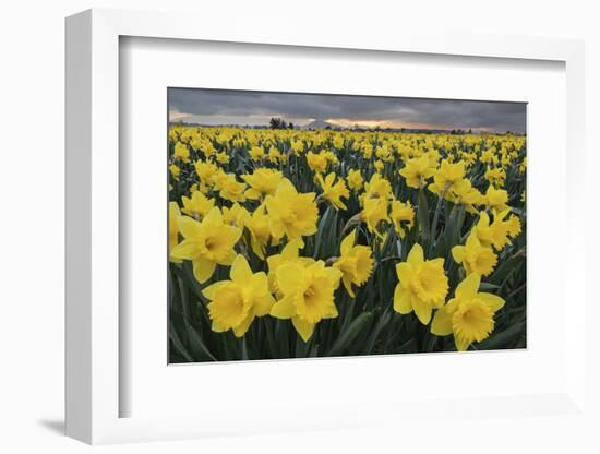 Skagit Valley daffodils-Alan Majchrowicz-Framed Photographic Print