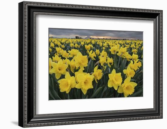 Skagit Valley daffodils-Alan Majchrowicz-Framed Photographic Print