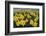 Skagit Valley daffodils-Alan Majchrowicz-Framed Photographic Print