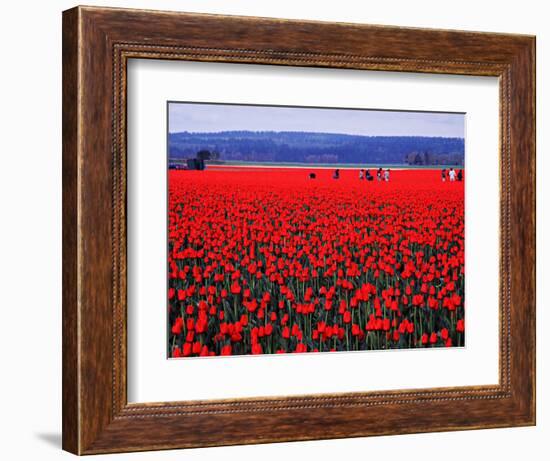 Skagit Valley of Washington, USA-Charles Sleicher-Framed Photographic Print