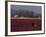 Skagit Valley Tulip Festival in April, Washington, USA-Connie Ricca-Framed Photographic Print