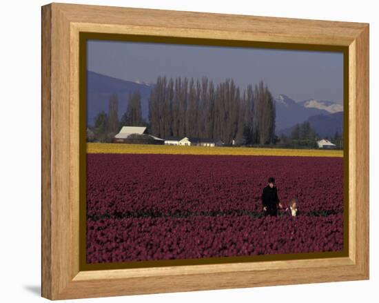 Skagit Valley Tulip Festival in April, Washington, USA-Connie Ricca-Framed Premier Image Canvas