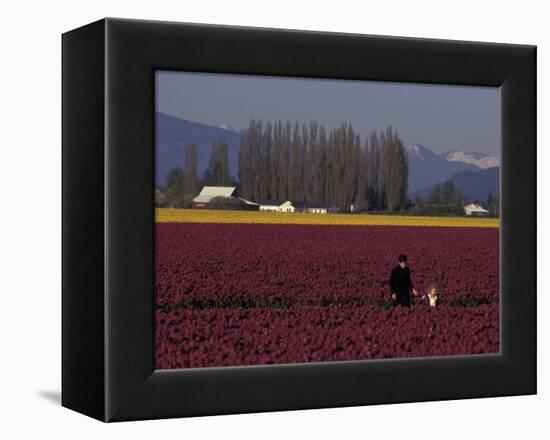 Skagit Valley Tulip Festival in April, Washington, USA-Connie Ricca-Framed Premier Image Canvas