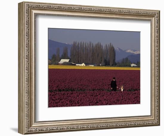 Skagit Valley Tulip Festival in April, Washington, USA-Connie Ricca-Framed Photographic Print