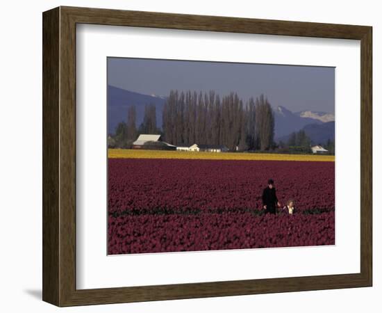 Skagit Valley Tulip Festival in April, Washington, USA-Connie Ricca-Framed Photographic Print