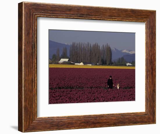 Skagit Valley Tulip Festival in April, Washington, USA-Connie Ricca-Framed Photographic Print