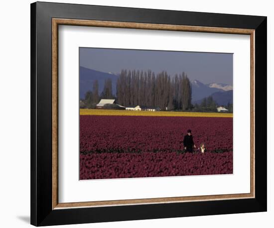 Skagit Valley Tulip Festival in April, Washington, USA-Connie Ricca-Framed Photographic Print