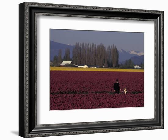 Skagit Valley Tulip Festival in April, Washington, USA-Connie Ricca-Framed Photographic Print
