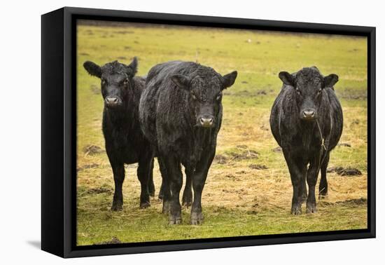 Skagit Valley, Washington State. Cows in the Rain-Matt Freedman-Framed Premier Image Canvas