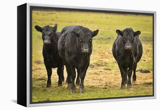 Skagit Valley, Washington State. Cows in the Rain-Matt Freedman-Framed Premier Image Canvas