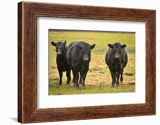 Skagit Valley, Washington State. Cows in the Rain-Matt Freedman-Framed Photographic Print