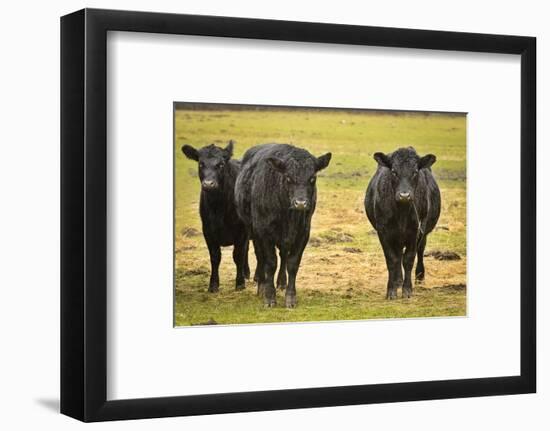 Skagit Valley, Washington State. Cows in the Rain-Matt Freedman-Framed Photographic Print