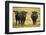 Skagit Valley, Washington State. Cows in the Rain-Matt Freedman-Framed Photographic Print