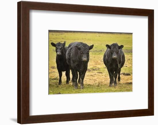 Skagit Valley, Washington State. Cows in the Rain-Matt Freedman-Framed Photographic Print
