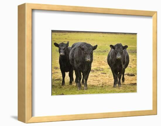 Skagit Valley, Washington State. Cows in the Rain-Matt Freedman-Framed Photographic Print