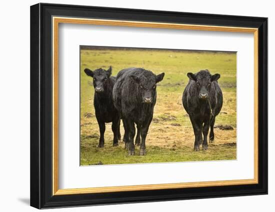 Skagit Valley, Washington State. Cows in the Rain-Matt Freedman-Framed Photographic Print