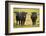 Skagit Valley, Washington State. Cows in the Rain-Matt Freedman-Framed Photographic Print