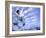 Skateboarder in Midair-null-Framed Photographic Print