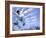 Skateboarder in Midair-null-Framed Photographic Print