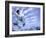 Skateboarder in Midair-null-Framed Photographic Print