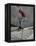 Skateboarder Performing Tricks-null-Framed Premier Image Canvas