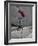 Skateboarder Performing Tricks-null-Framed Photographic Print