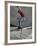 Skateboarder Performing Tricks-null-Framed Photographic Print