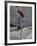 Skateboarder Performing Tricks-null-Framed Photographic Print