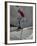 Skateboarder Performing Tricks-null-Framed Photographic Print