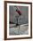 Skateboarder Performing Tricks-null-Framed Photographic Print