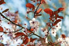 Cherry Plum Flowers in Spring-Skaya-Framed Photographic Print