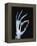 Skeletal Hand Holding Computer Chip-Charles O'Rear-Framed Premier Image Canvas