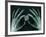 Skeletal Hands Holding Barcode-Thom Lang-Framed Photographic Print