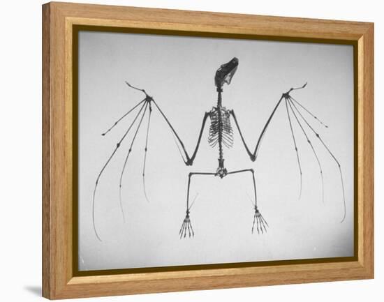 Skeletal Structure of a Bat-Andreas Feininger-Framed Premier Image Canvas