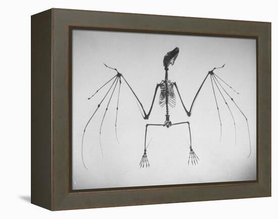 Skeletal Structure of a Bat-Andreas Feininger-Framed Premier Image Canvas