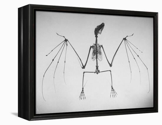 Skeletal Structure of a Bat-Andreas Feininger-Framed Premier Image Canvas