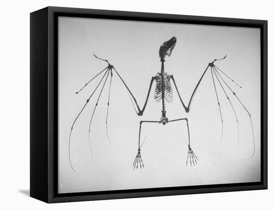 Skeletal Structure of a Bat-Andreas Feininger-Framed Premier Image Canvas