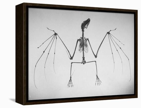 Skeletal Structure of a Bat-Andreas Feininger-Framed Premier Image Canvas