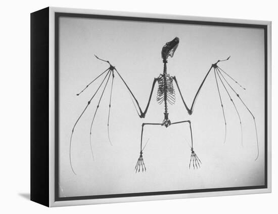 Skeletal Structure of a Bat-Andreas Feininger-Framed Premier Image Canvas