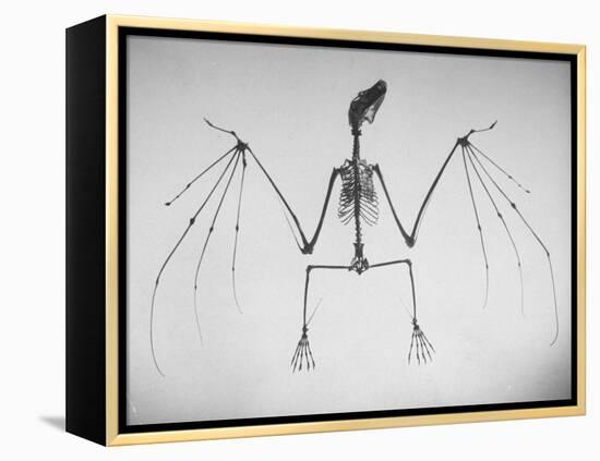 Skeletal Structure of a Bat-Andreas Feininger-Framed Premier Image Canvas