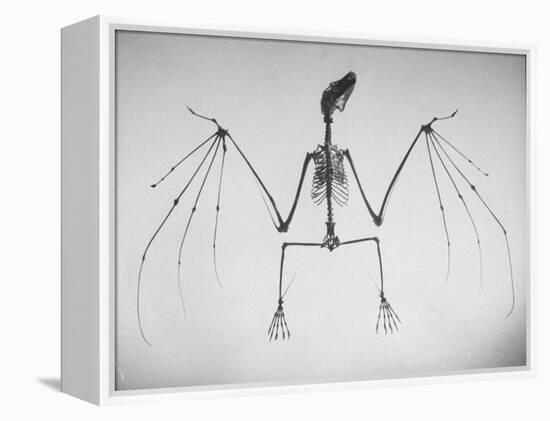 Skeletal Structure of a Bat-Andreas Feininger-Framed Premier Image Canvas