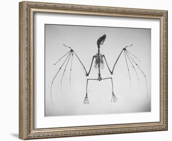 Skeletal Structure of a Bat-Andreas Feininger-Framed Photographic Print