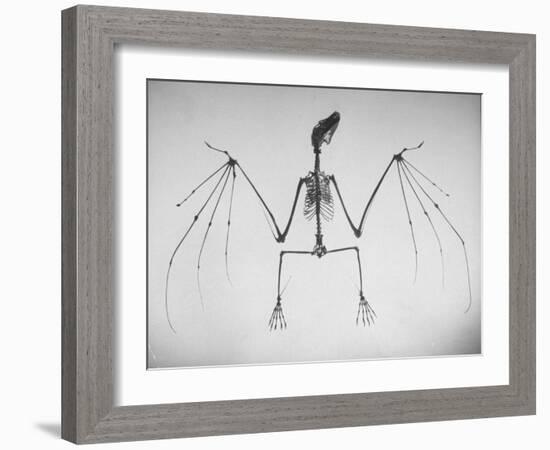 Skeletal Structure of a Bat-Andreas Feininger-Framed Photographic Print