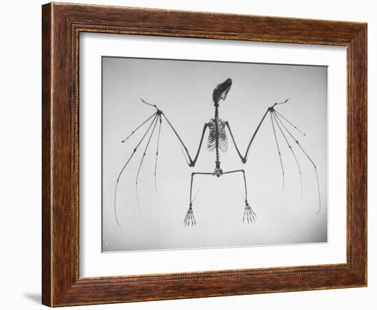 Skeletal Structure of a Bat-Andreas Feininger-Framed Photographic Print