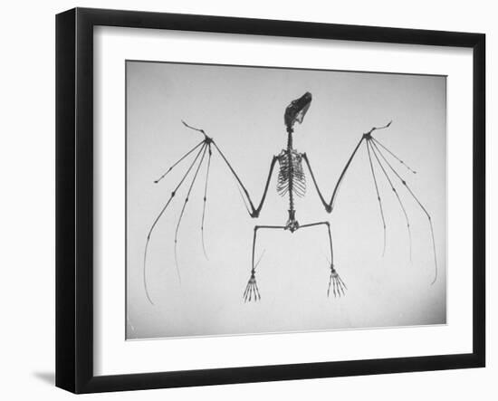 Skeletal Structure of a Bat-Andreas Feininger-Framed Photographic Print