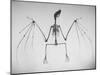 Skeletal Structure of a Bat-Andreas Feininger-Mounted Photographic Print