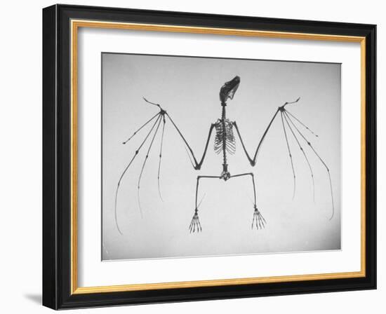 Skeletal Structure of a Bat-Andreas Feininger-Framed Photographic Print